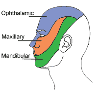 Trigeminal Nerve Innervation